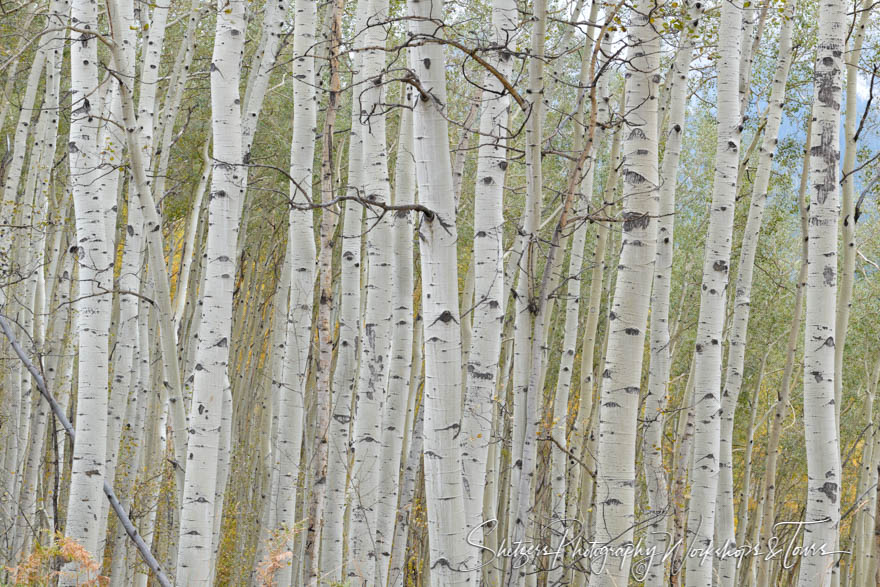 A forest of Aspens in the mountains of Colorado 20170927 181807