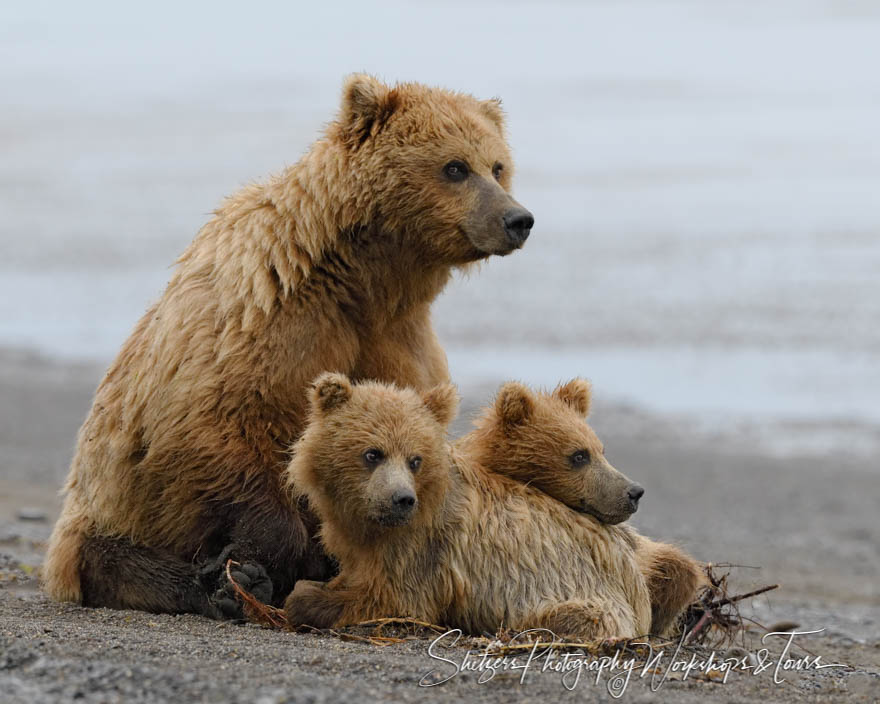 A mother Grizzly Bear and two spring cubs pose for the camera on