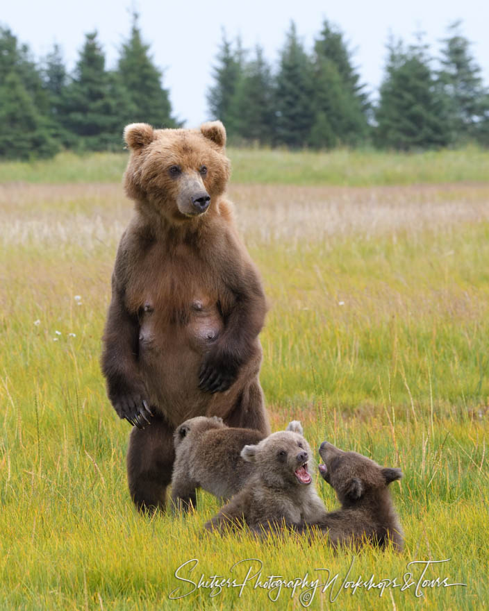 A mother Grizzly Bear supervises her two cubs as they tussle
