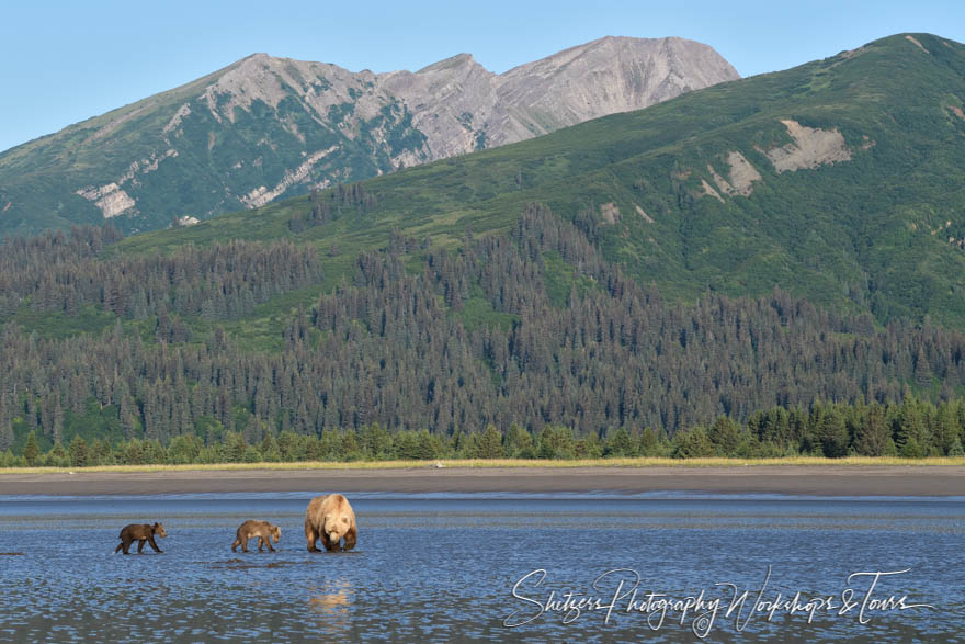 Alaskan Mountains With Brown Bears