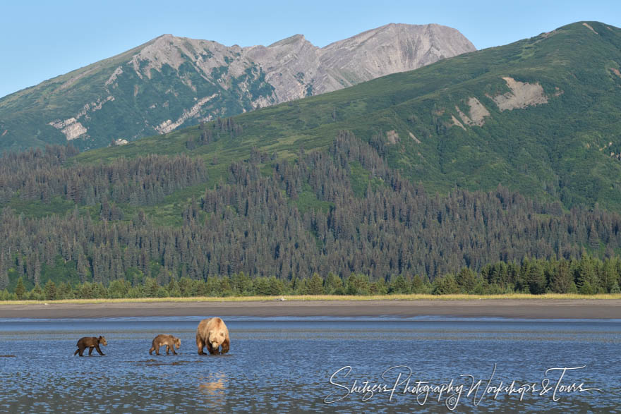 Alaskan Mountains With Brown Bears 20190729 085505