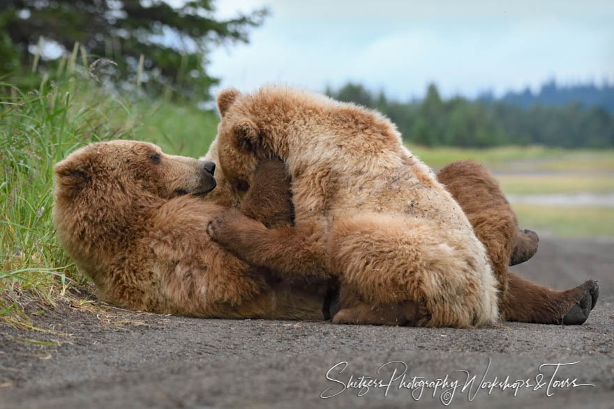 An adorable family of Grizzly Bears relaxes on the beach at Lake