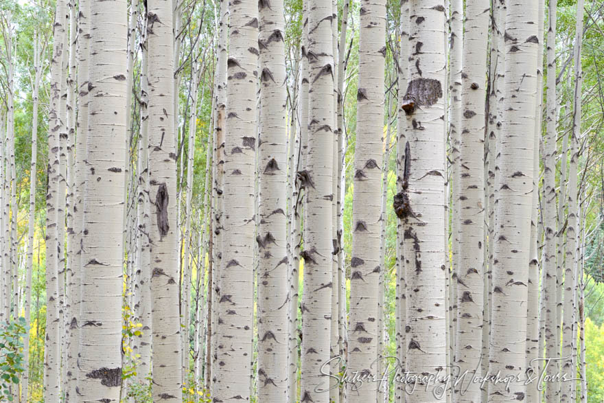 Aspen trunks in Colorado