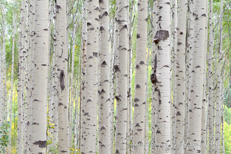 Aspen trunks in Colorado 20120917 105016