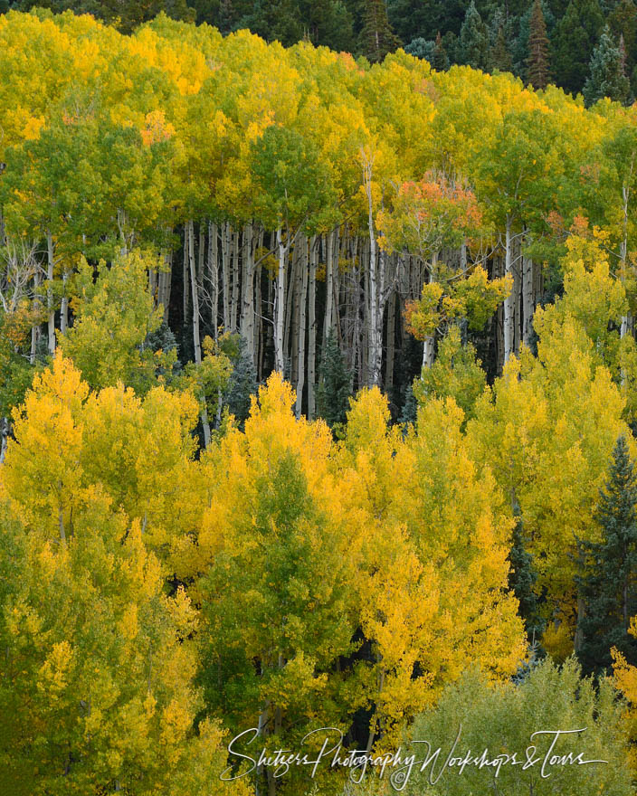 Aspens near Ouray Colorado 20150926 185740