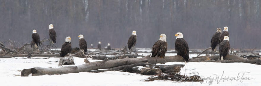 Bald Eagle Gathering in Alaska