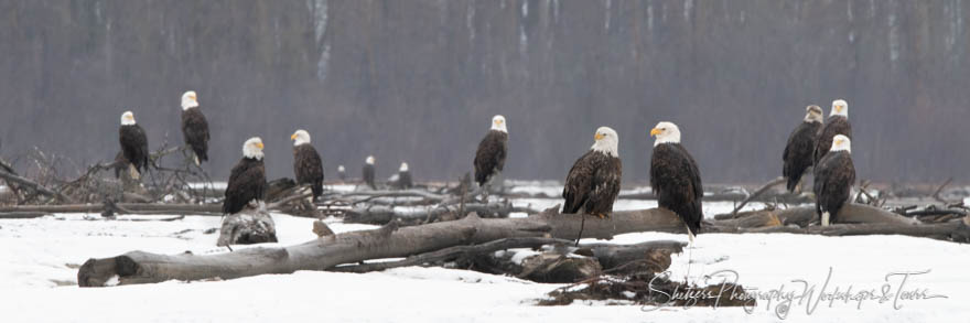 Bald Eagle Gathering in Alaska 20181114 102718