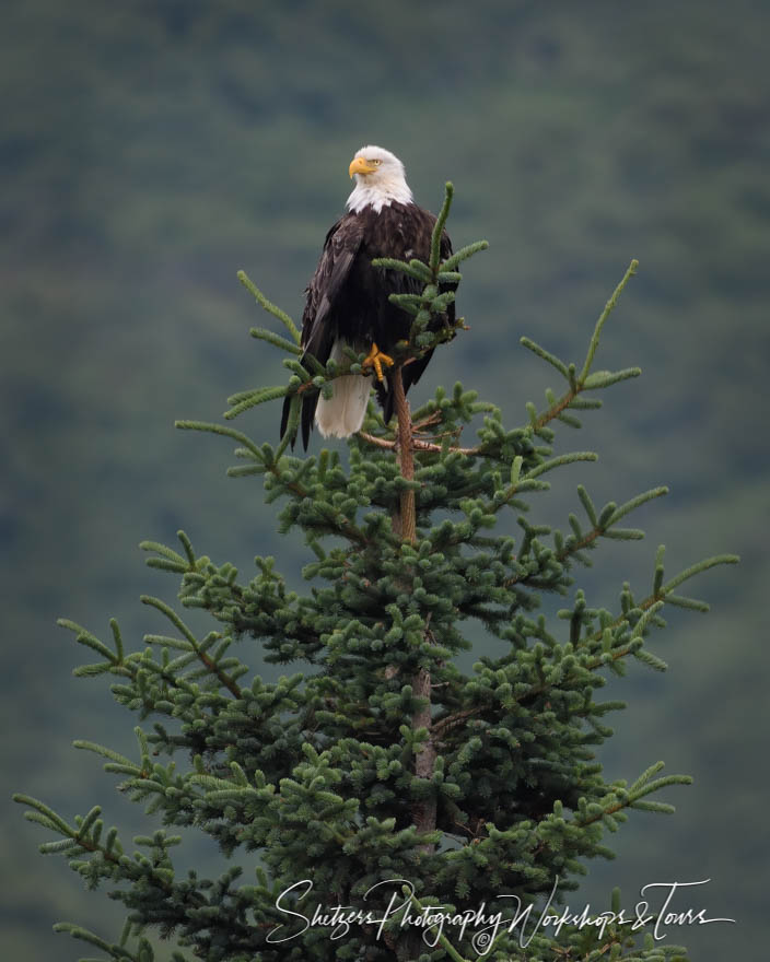 Bald Eagle in a Tree 20180730 124317