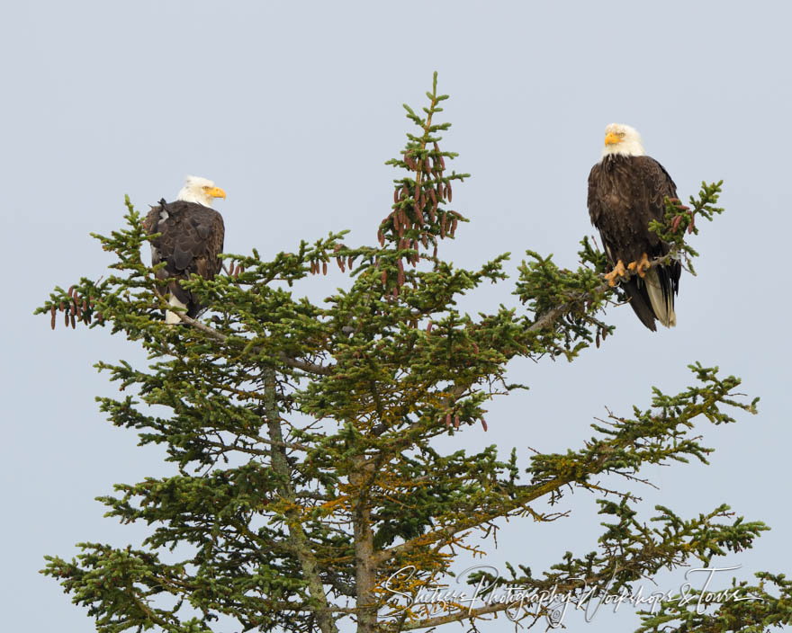 Bald Eagles In Lake Clark, Alaska
