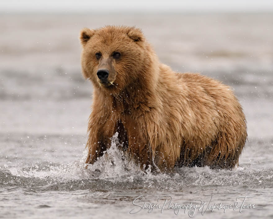 Bear Makes a Splash