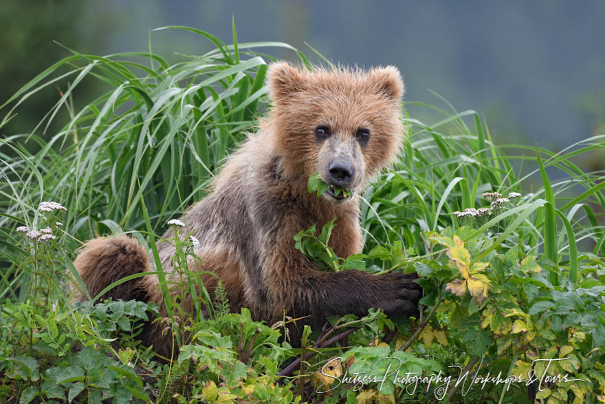 Brown Bear Cub Eating Leaves
