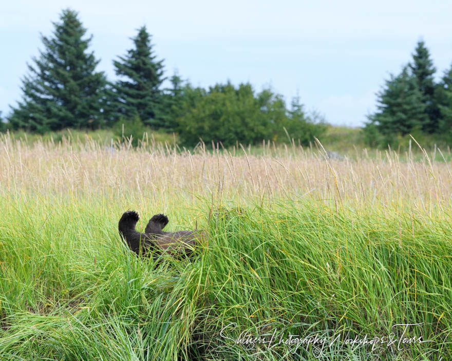 Brown Bear Cub Feet 20190728 172423