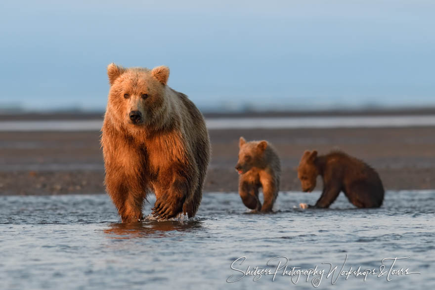 Brown Bear Cubs Following Mother 20190729 070735