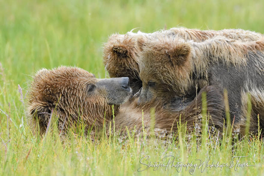 Brown Bear Cubs Nursing
