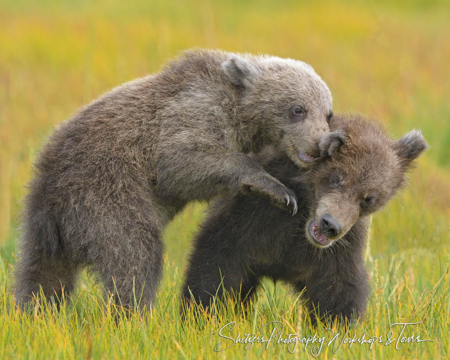 Brown Bear Cubs Wrestling