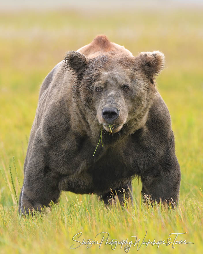 Brown Bear Eating Grass