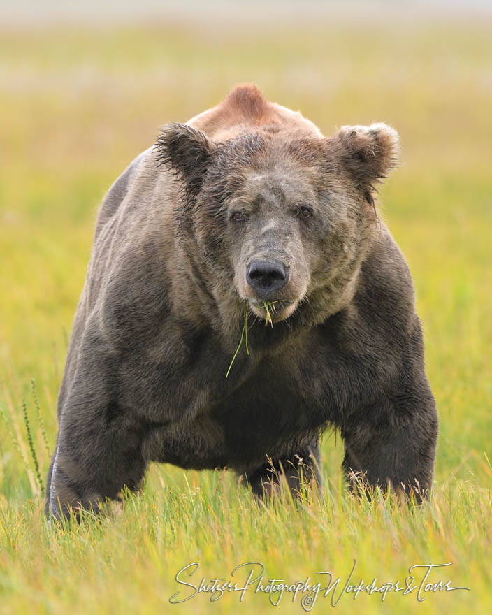 Brown Bear Eating Grass 20190723 205347