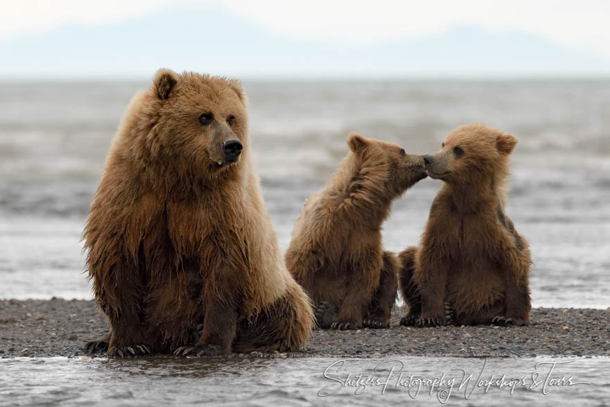 Brown Bear Family Photo