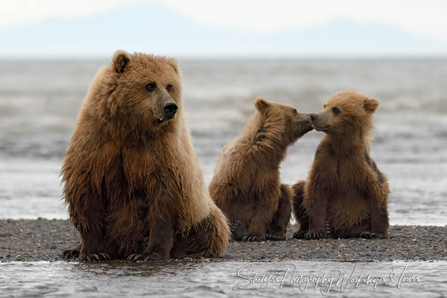 Brown Bear Family Photo 20180724 214830