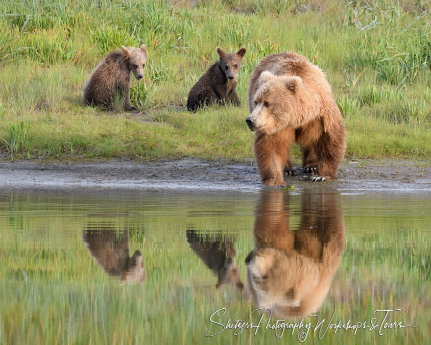 Brown Bear Family in Alaska