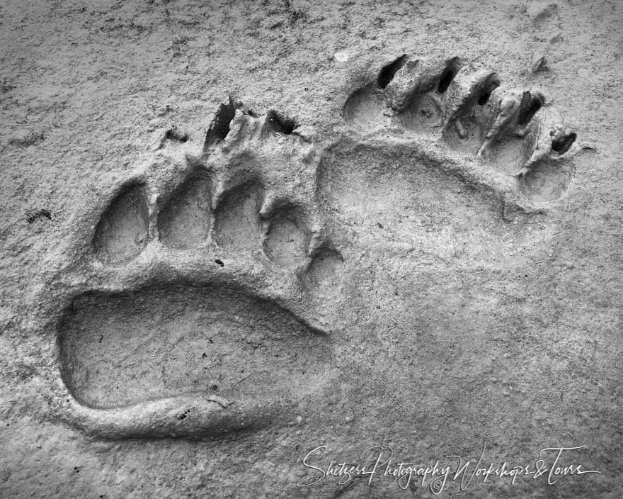 Brown Bear Prints in Mud 20190723 155603