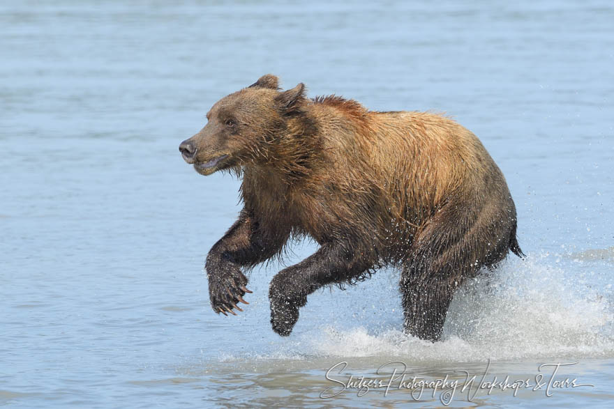 Brown Bear Running in the Water