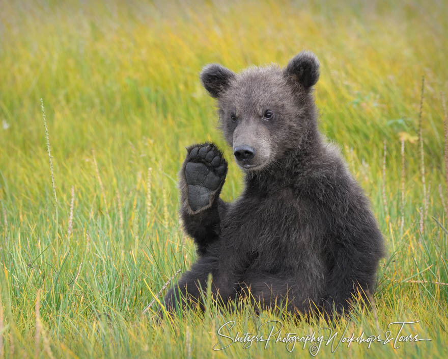 Brown Bear Scratching Itself 20190723 184909