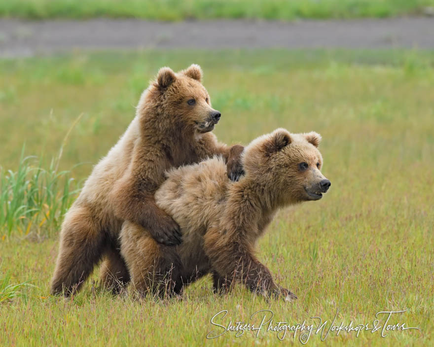 Brown Bear Siblings