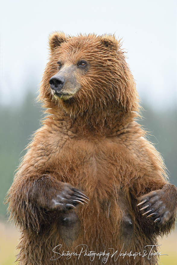 Brown Bear Sow Standing 20180723 110102