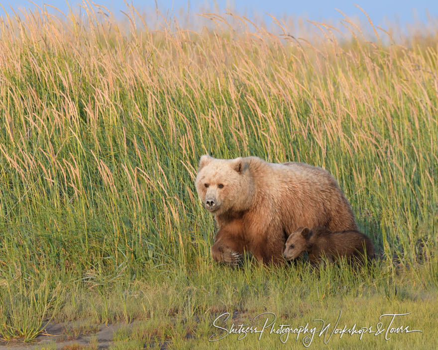Brown Bear and Cub in Long Grass