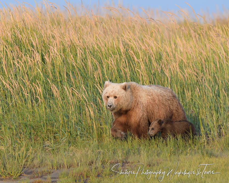 Brown Bear and Cub in Long Grass 20190722 221025