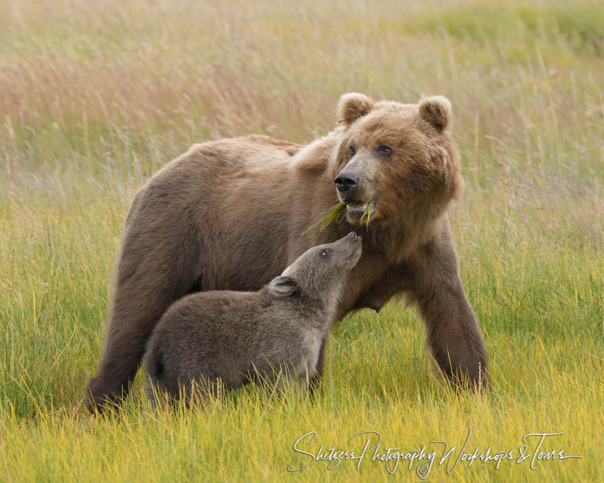 Brown Bear and Cub in a Meadow