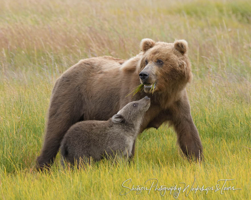 Brown Bear and Cub in a Meadow 20190723 183247