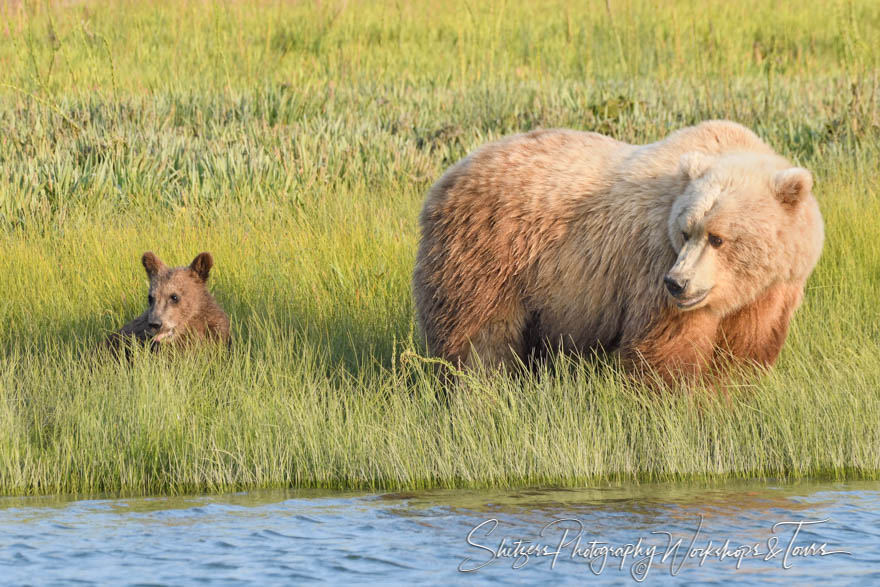 Brown Bear and Cub on Streambank