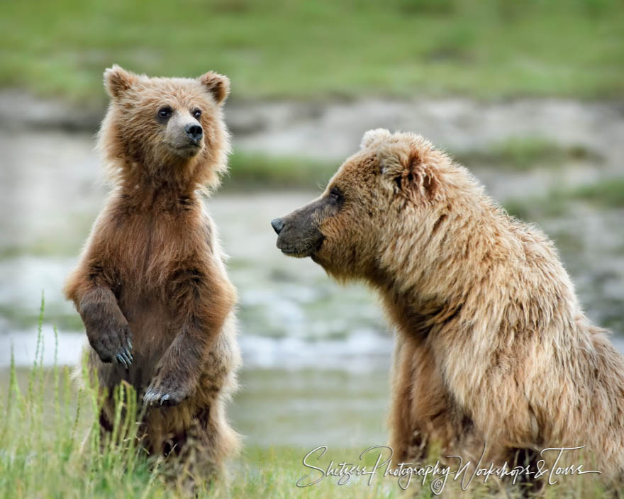 Brown Bear and Standing Cub 20180727 215823