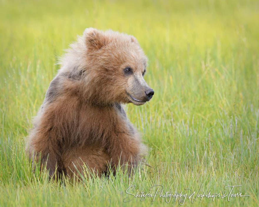 Brown Bear in an Alaskan Meadow 20180722 210704