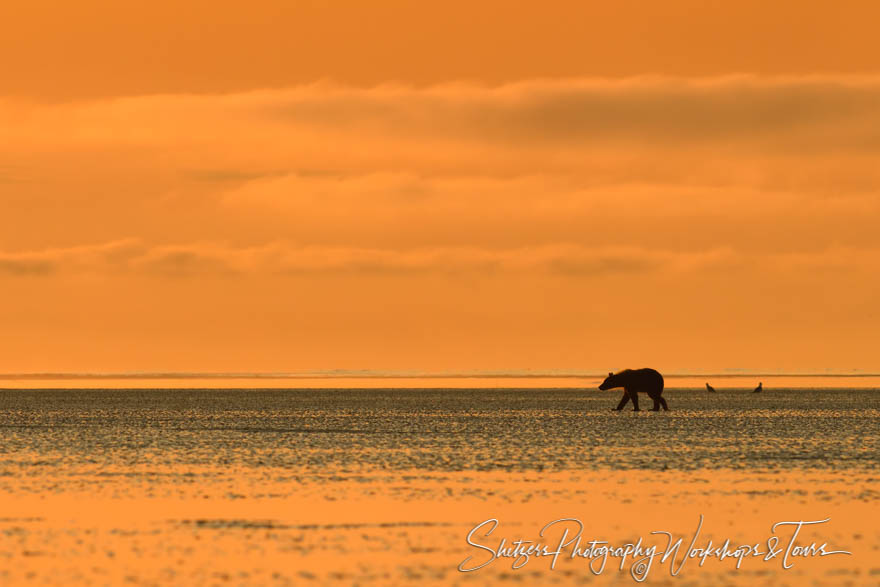 Brown Bear in the Distance 20190729 073832