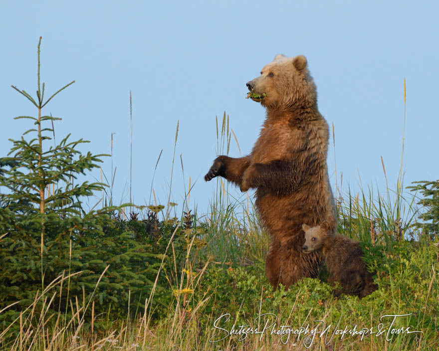 Brown Bear on Hind Legs with Cub