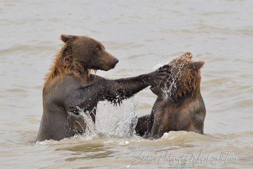 Brown Bears Tussle in Cook Inlet