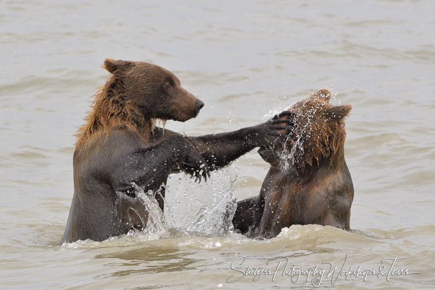 Brown Bears Tussle in Cook Inlet 20190726 205552