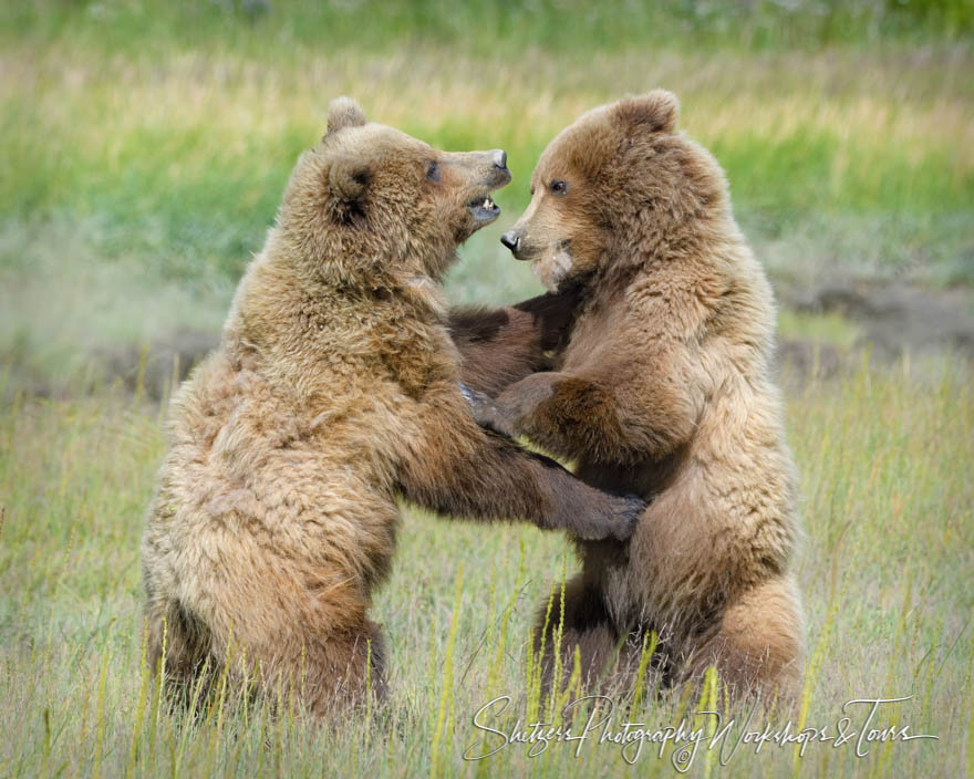 Brown Bears Wrestle