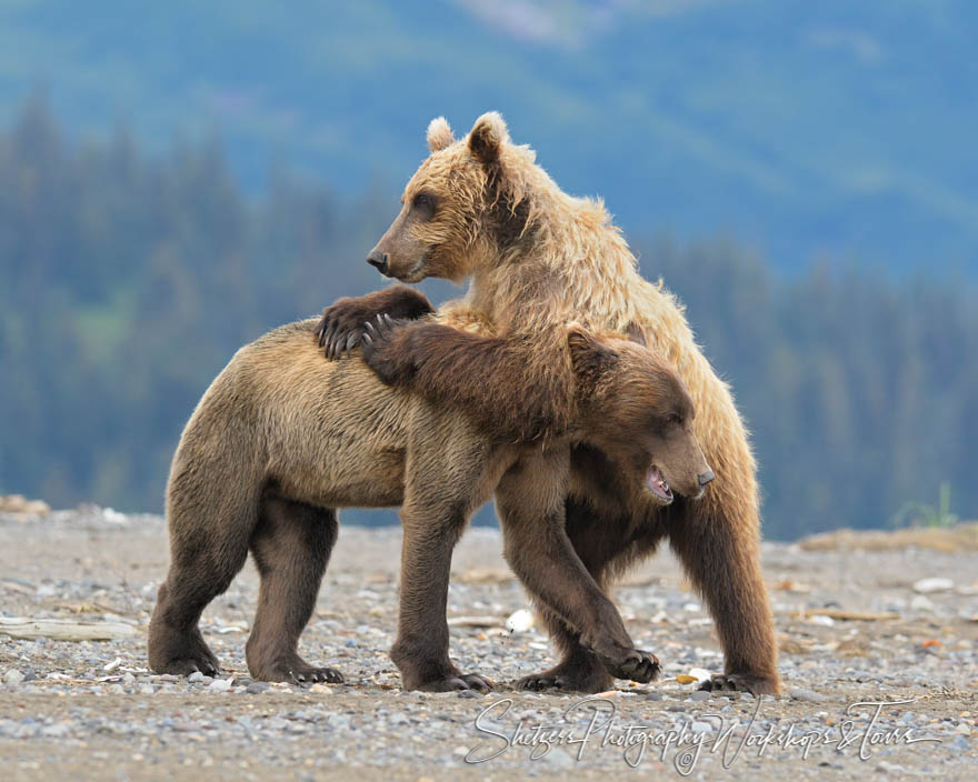 Brown Bears Wrestling