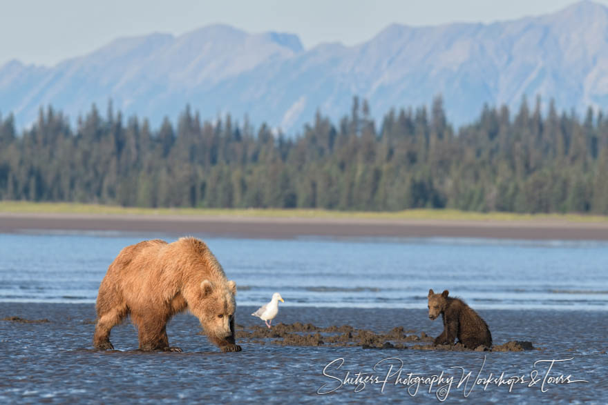 Brown Bears and Sea Bird 20190729 083829