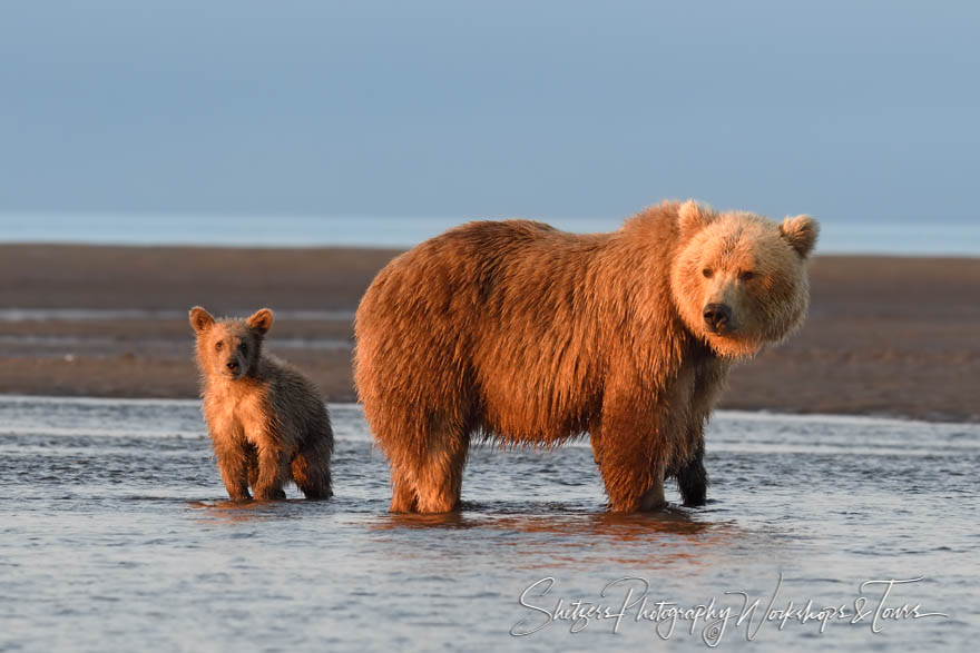 Brown Bears at Dawn - Shetzers Photography