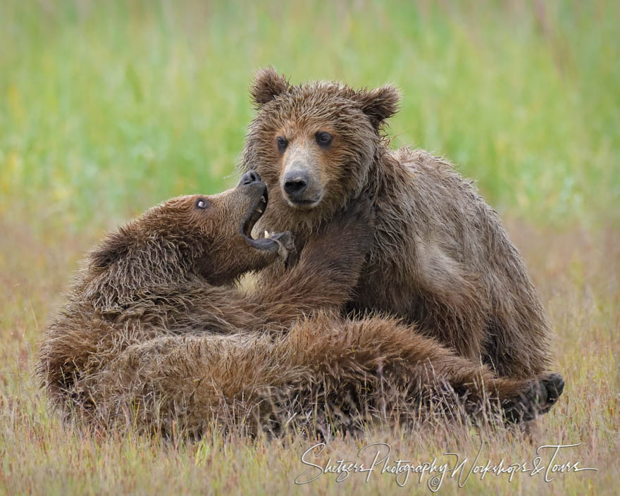 Brown Bears at Lake Clark Alaska