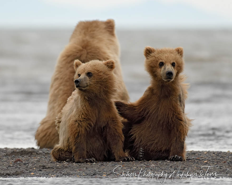 Brown Bears on a Gravel Bar 20180724 214948