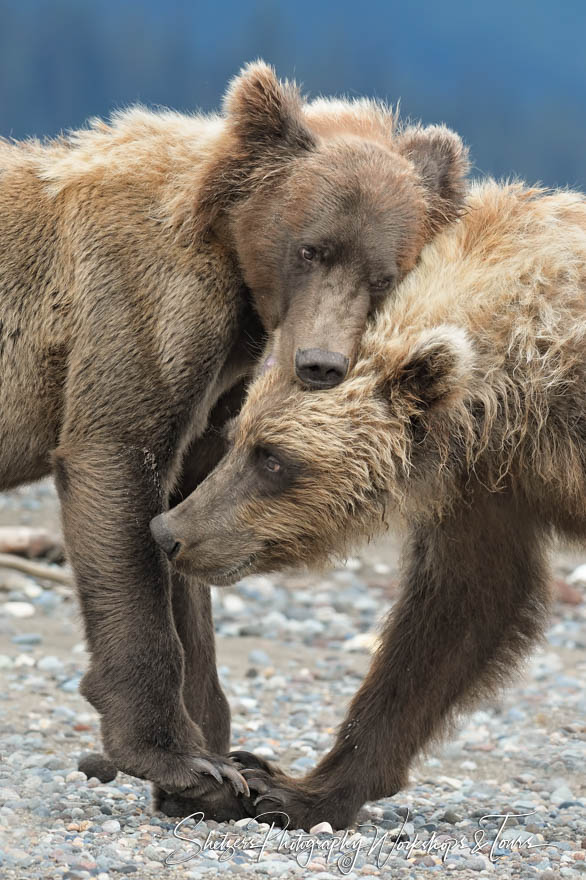 Cute Brown Bears Nuzzling 20190727 162318