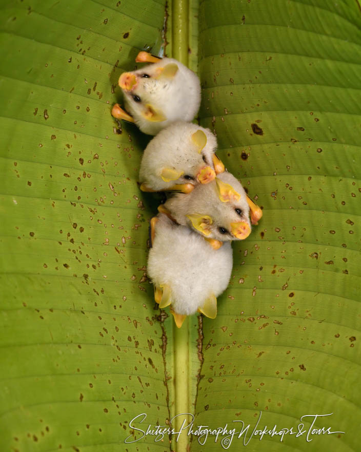 Cute Honduran White Bats