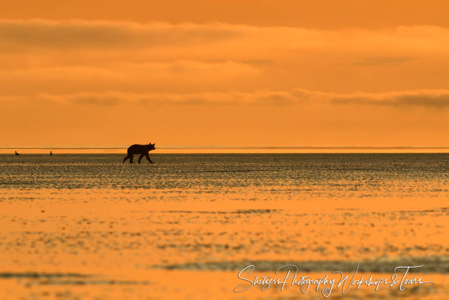 Distant Grizzly Bear 20190729 073836