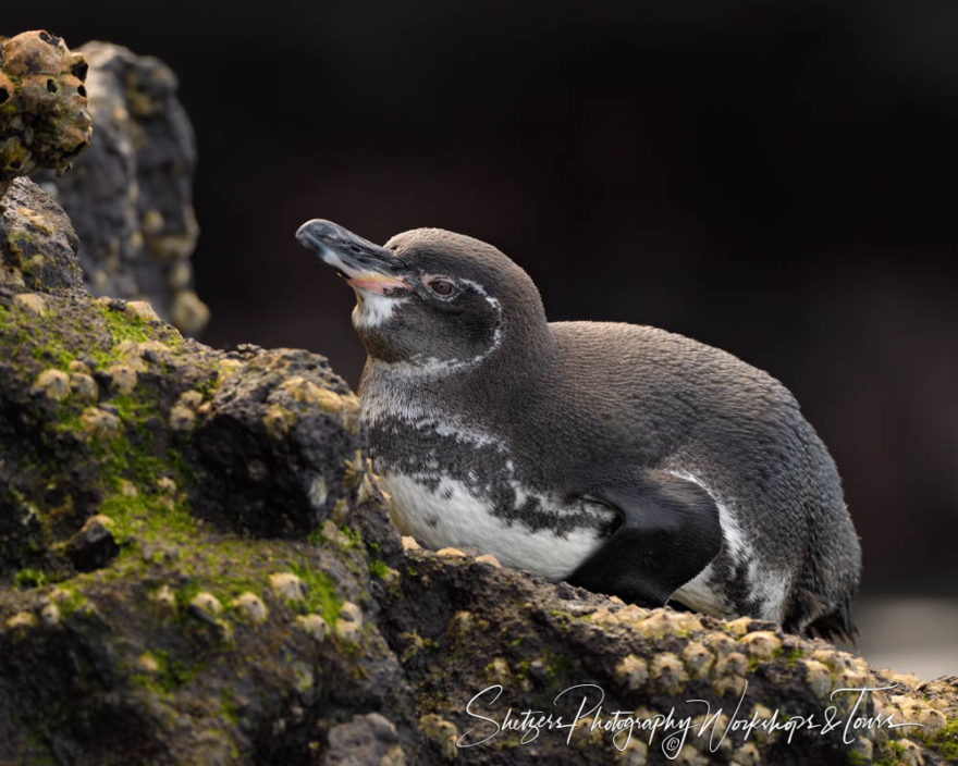 F Galapagos Photography Workshop 32